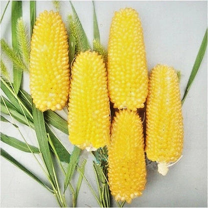 Premium 'Mini Yellow' Strawberry Corn Seeds (Zea mays var. everta) – Elite Miniature Heirloom Ornamental & Popping Grain (50+ Count)