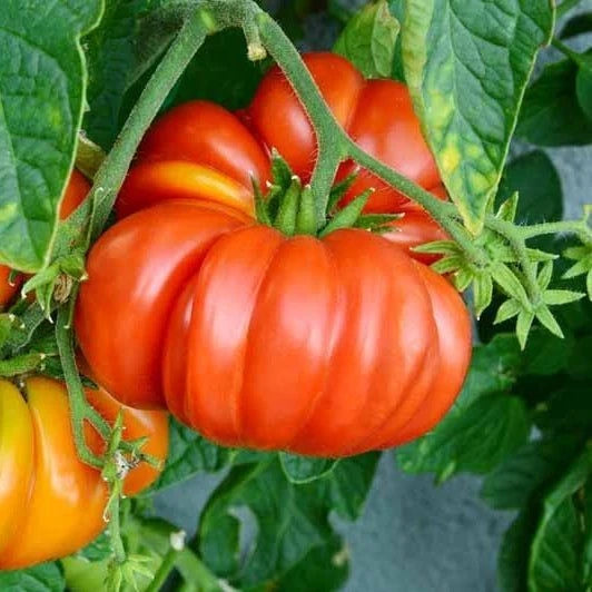 Bulk Brandywine Pink Heirloom Tomato Seeds (Solanum lycopersicum) – 50+ Premium Fresh Rare Gourmet Large Beefsteak Tomato Seeds for Planting