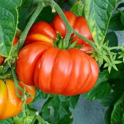 Bulk Brandywine Pink Heirloom Tomato Seeds (Solanum lycopersicum) – 50+ Premium Fresh Rare Gourmet Large Beefsteak Tomato Seeds for Planting