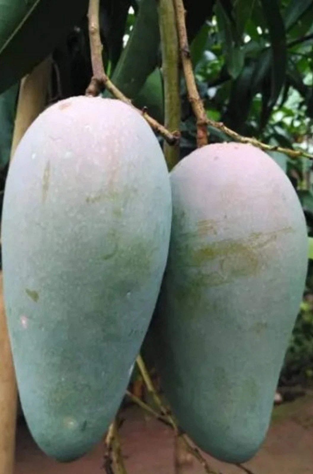 Premium Grafted Kiojay Mango Fruit Tree - Sweet Tropical Mango Fast Fruiting Plant