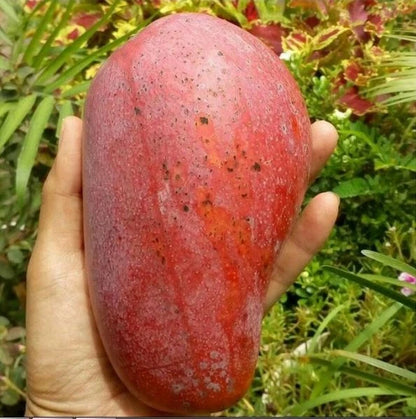 Red Emperor Mango Grafted Seedling – Premium Live Tropical Tree (Pot Culture Ready)