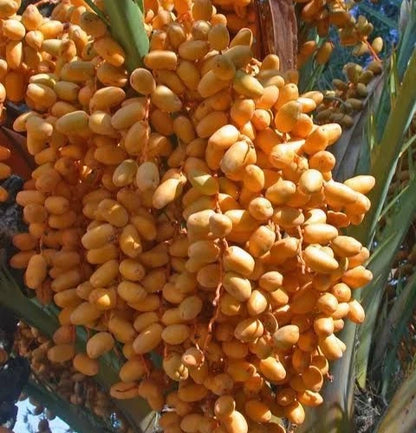 Fard Date Palm Seeds (Phoenix dactylifera 'Fard') – 35 Premium Fresh Ultra-Sweet Omani Fard Date Seeds