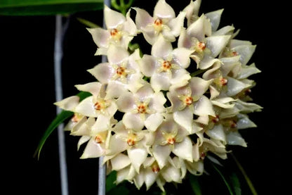Rare Hoya Leucantha Sp Papua - Premium Lush Leaves Exotic Tropical Wax Plant