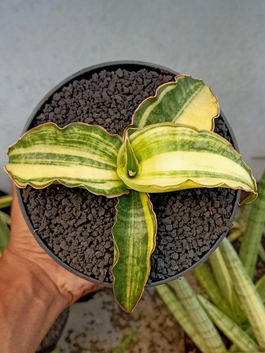 Sansevieria 'Dragon Jade' Variegated – Rare Tropical Succulent Specimen