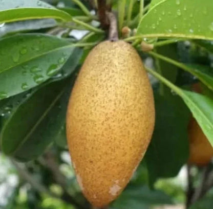 35++ Rare Cucumber Sapodilla Seeds (Manilkara zapota var. Mentimun) – Premium Certified Sweet Cucumber-Shaped Chiku Exotic Tropical Fruit Tree Plant Seeds for Planting