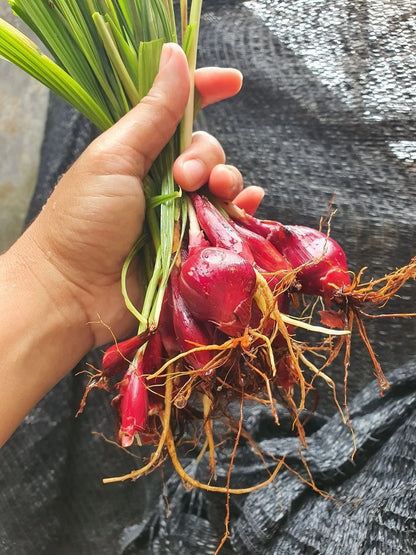 Dayak Onion Sabrang Bulbs (Eleutherine palmifolia / 300+ Grams Medicinal & Ornamental Bulb Specimen) – Premium Exotic Botanical Agricultural Crop for Planting