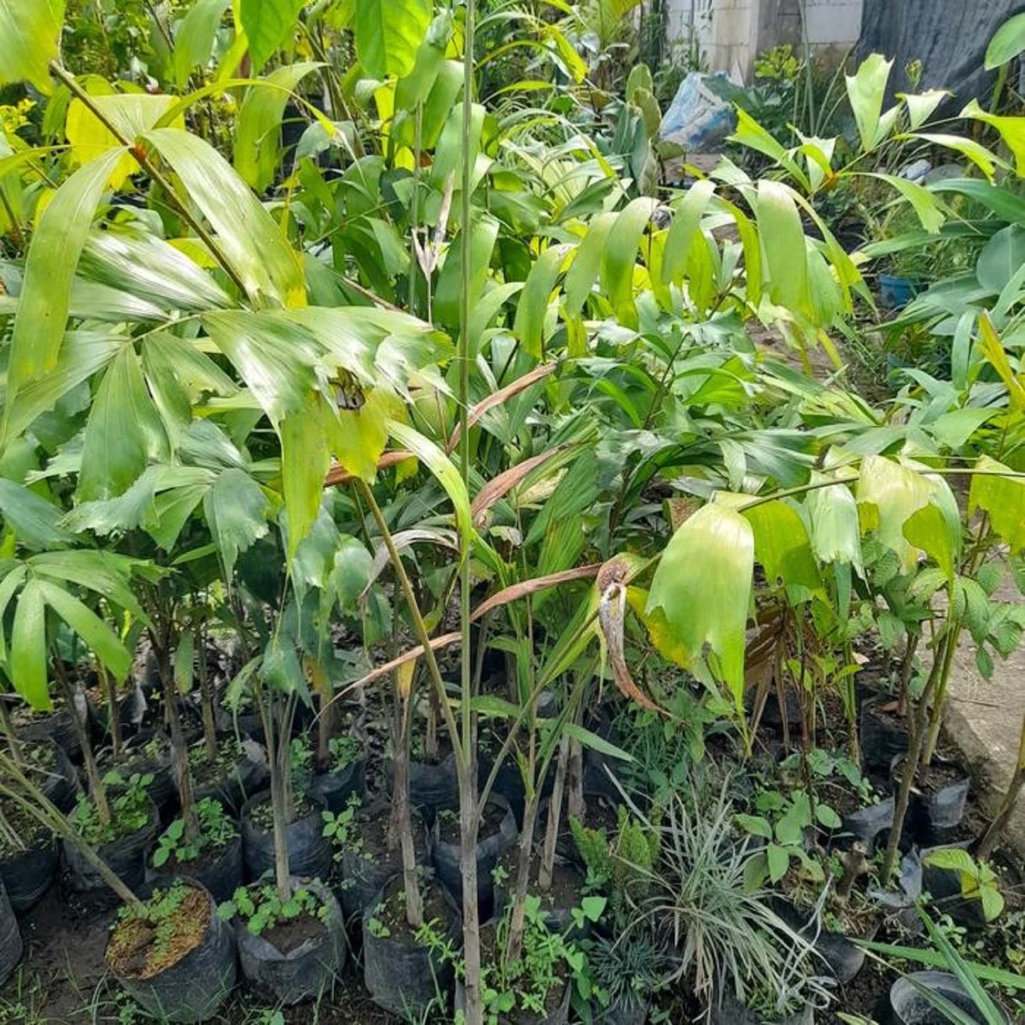 Foxtail Palm (Wodyetia bifurcata) - Elegant Tropical Ornamental Palm