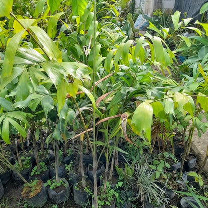 Foxtail Palm (Wodyetia bifurcata) - Elegant Tropical Ornamental Palm