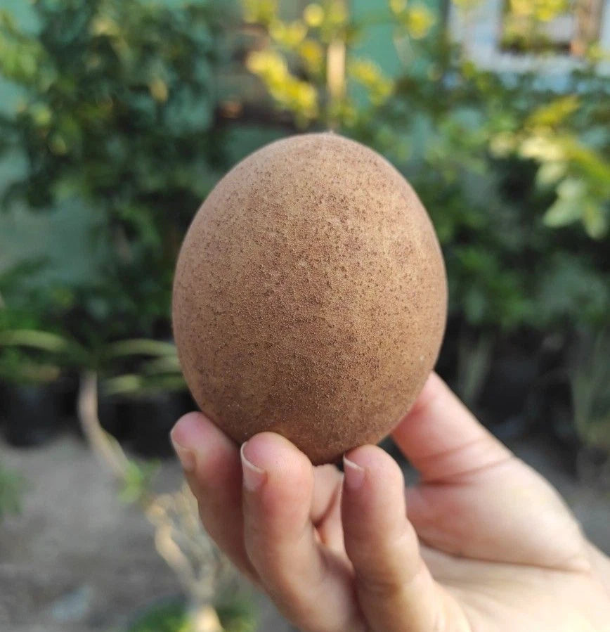 Molix Sapodilla Seeds (Manilkara zapota) – 35+ Premium Large Sweet Chikoo Seeds