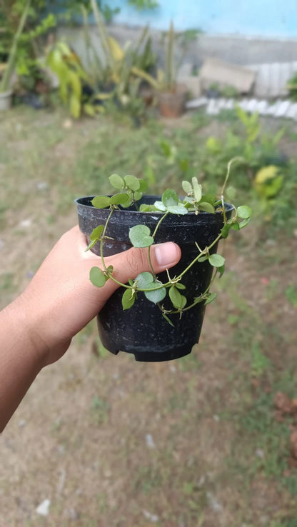 Rare Hoya Peltata Mini Coin Sp. Borneo - Premium Real Picture Exotic Tropical Wax Plant