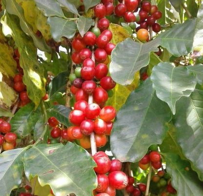 Geisha Panama Coffee (Coffea arabica) – 2000+ Bulk Premium Micro-Lot Seeds