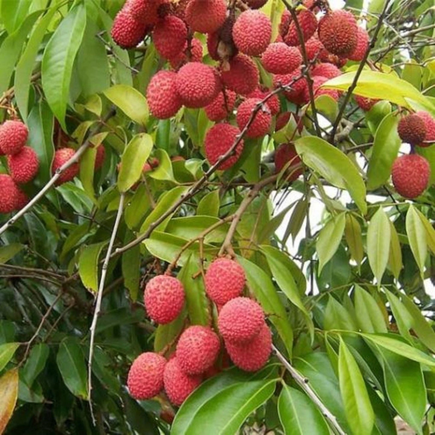 Grafted Red Lychee Tree - Sweet & Juicy Tropical Fruit