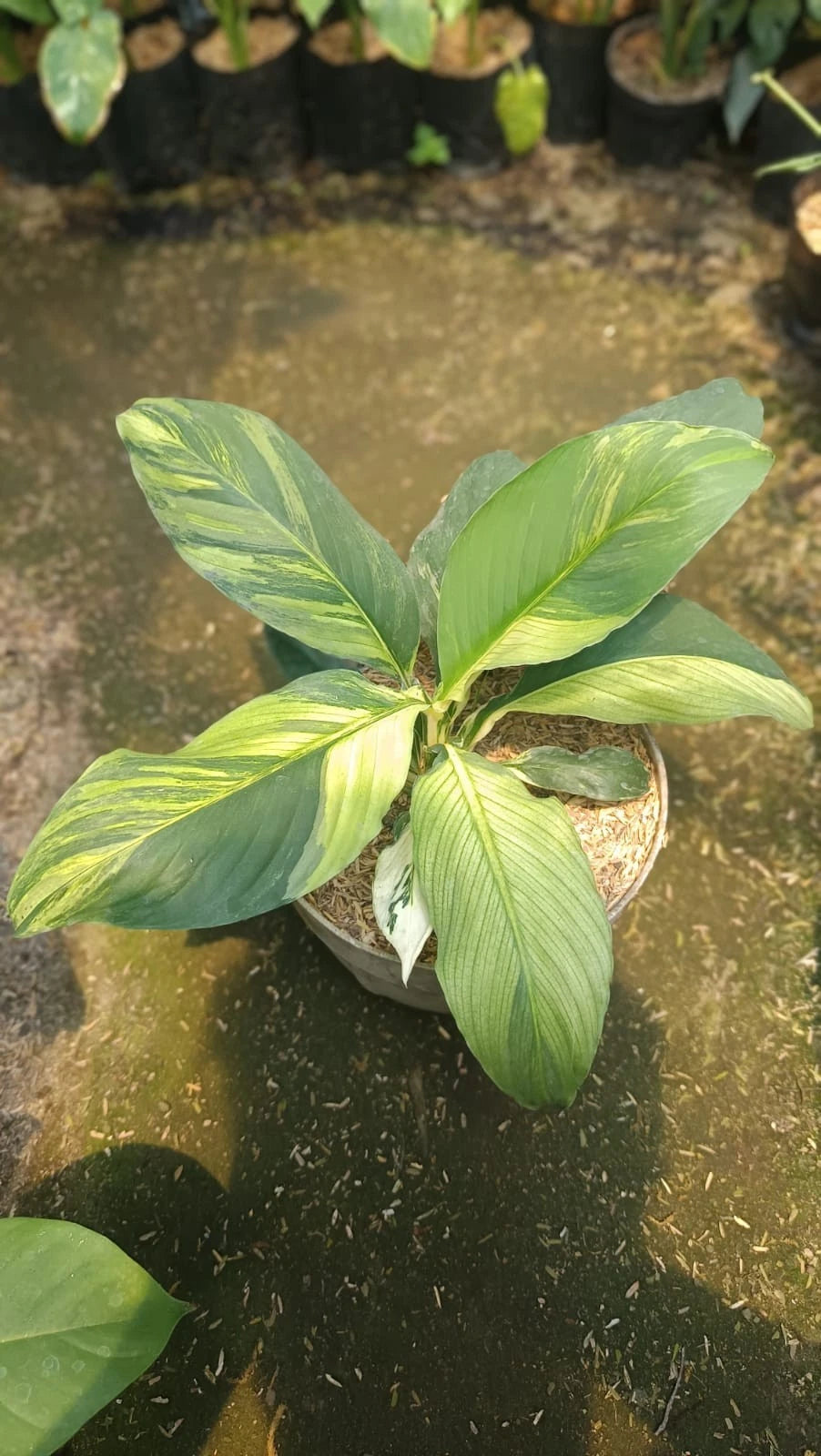 Spathiphyllum 'Sensation' Variegated – Rare Tropical Giant