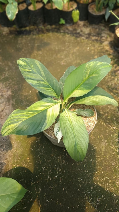 Spathiphyllum 'Sensation' Variegated – Rare Tropical Giant