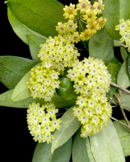 Rare Hoya Amicabilis Live Plant - Premium Exotic Tropical Fragrant Wax Plant Collector Specimen