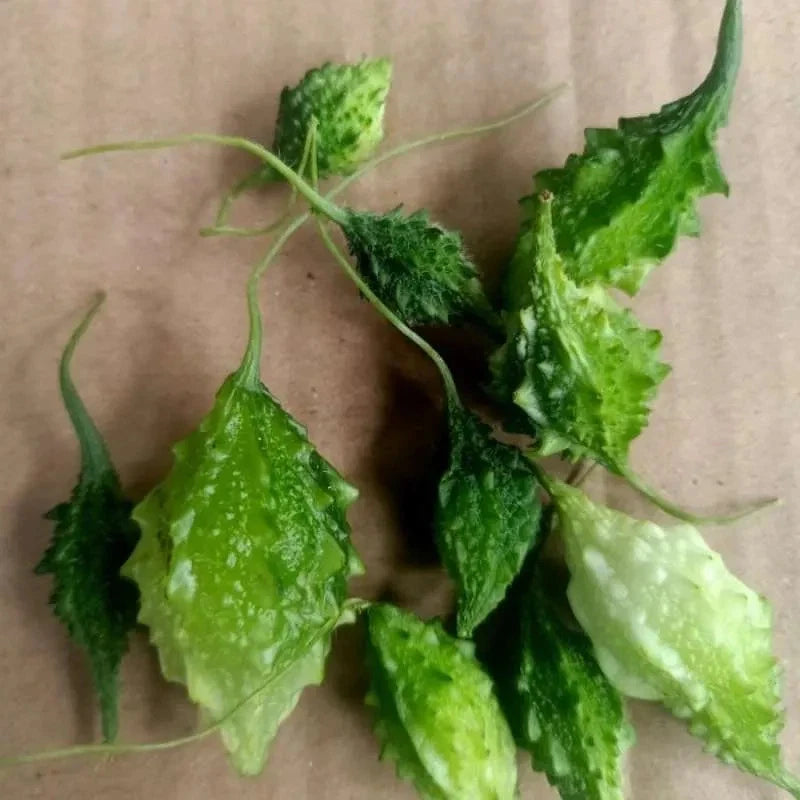 Forest Bitter Melon Seeds (Momordica charantia var. muricata) – Premium Wild Bitter Gourd Vegetable Seeds for Planting (300+ Pcs)