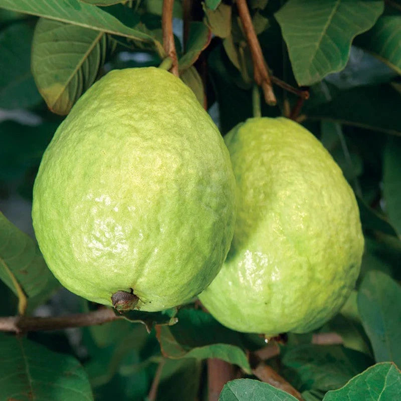 Red Guava Seeds 250+ pcs (Psidium guajava 'Manilla') – Premium Certified Manilla Red Guava Fruit Tree Plant Seeds for Planting