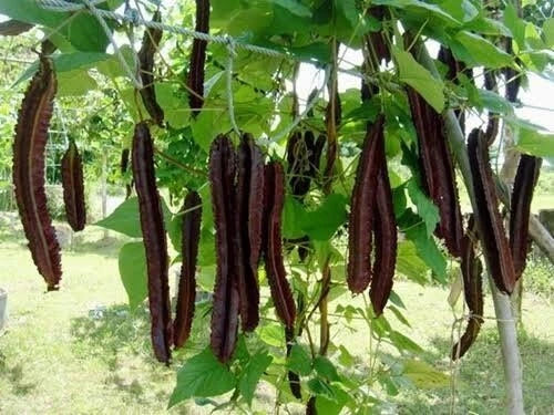 Purple Winged Bean Seeds (Psophocarpus tetragonolobus) – 350+ Premium Rare Heirloom Seeds