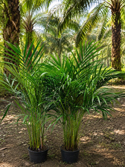 Areca Palm (Dypsis lutescens) - Tropical Indoor Statement Plant