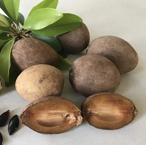 Premium Krasue Variety Sapodilla Seeds (Manilkara zapota var. Krasue) – Sweet Tropical Chico Zapote Fruit Tree Seeds for Planting (35+ Pcs)