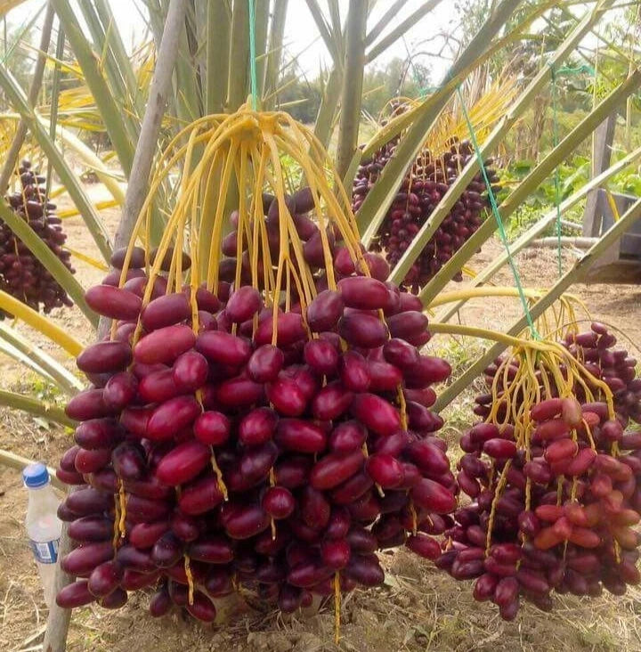 Sayer Date Palm Seeds (Phoenix dactylifera) – 35 Premium Arabian Rich Toffee-Sweet Sa'ir Date Seeds
