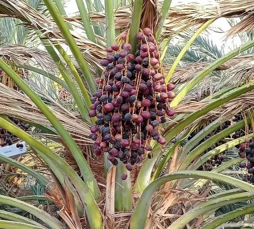 Ajwa Date Palm Seeds (Phoenix dactylifera 'Ajwa') – Premium Sacred Medina Date Exotic Fruit Tree Seeds for Planting (35 Pcs)