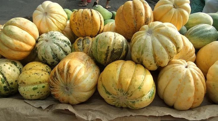 Muskmelon Blewah Seeds (Cucumis melo) – 1.000++ Bulk Premium Cantaloupe Seeds