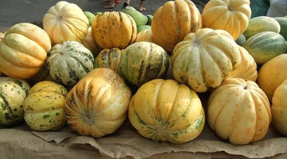Muskmelon Blewah Seeds (Cucumis melo) – 1.000++ Bulk Premium Cantaloupe Seeds