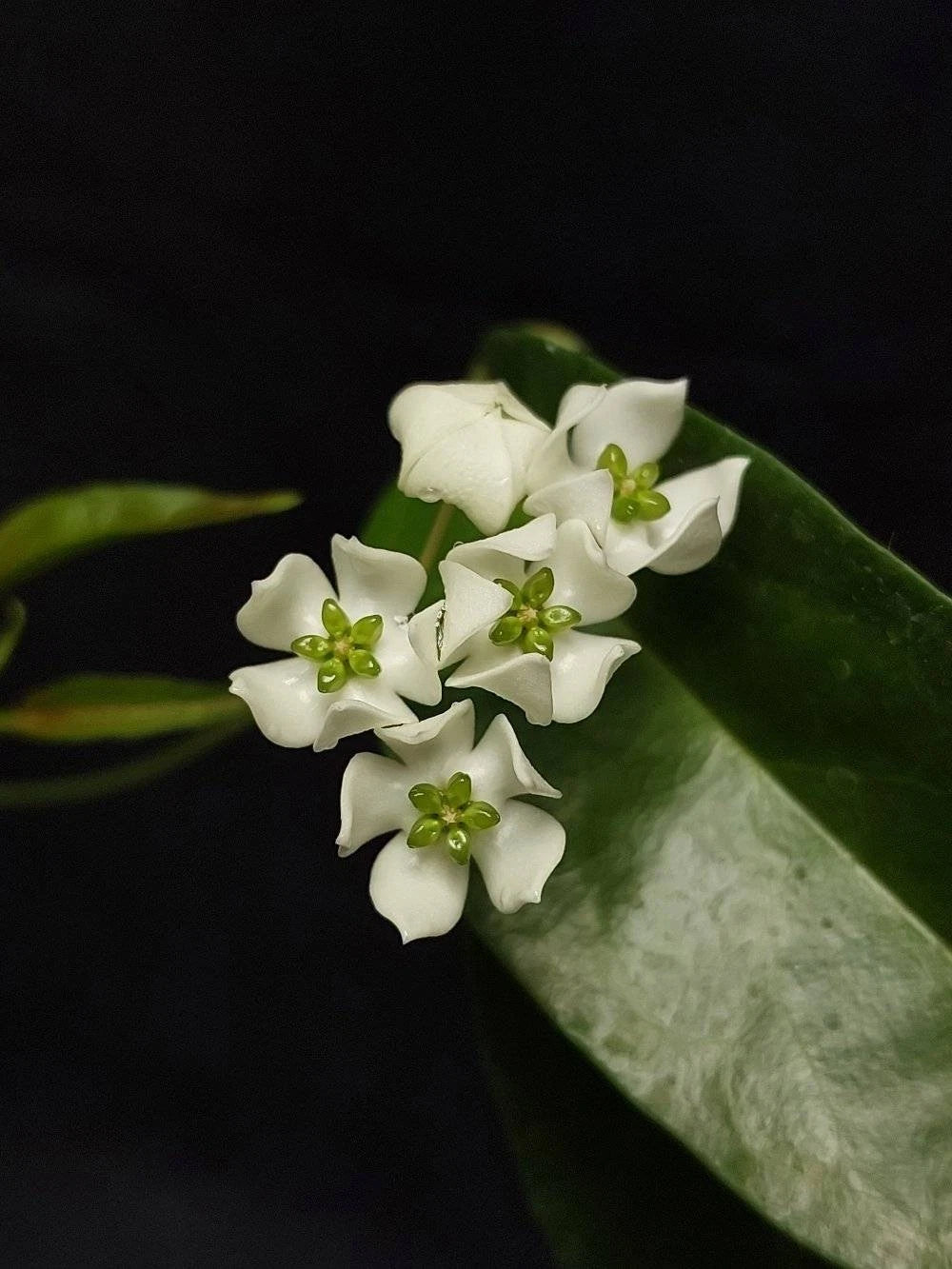 Hoya Chloroleuca Rare Tropical Indoor Outdoor Wax Plant Seeds / Cuttings (Hoya chloroleuca) – Premium Certified Pale-Green Flowered Waxflower Plant for Planting