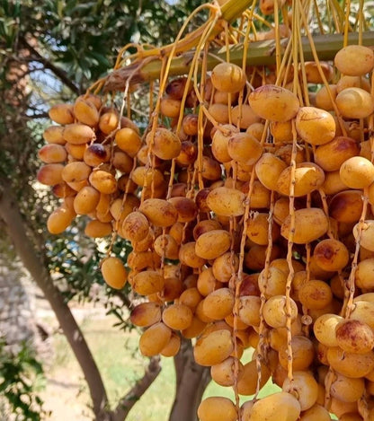 Sag'ai Date Palm Seeds (Phoenix dactylifera) – 35+ Premium Rare Arabian Two-Tone Date Seeds
