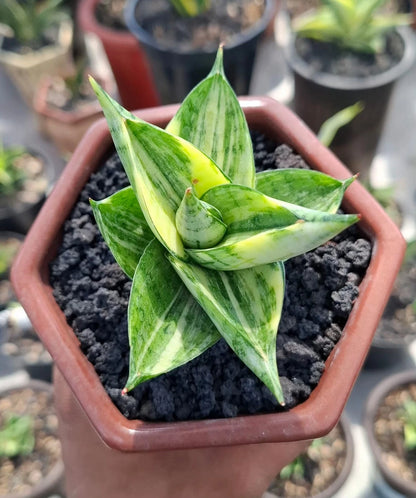 Sansevieria Manja Variegated - Rare Tropical Snake Plant