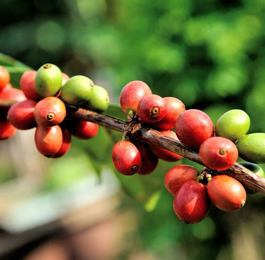 120+ Rume Sudan Coffee Seeds (Coffea sp. / Rare African Heirloom Arabica Coffee Cultivar Bean Seeds) – Premium Botanical Specimen Plant Seeds for Planting