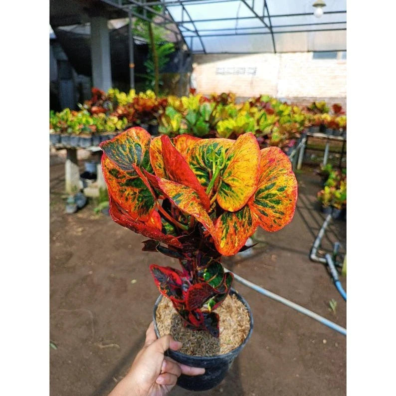 Rare Croton ‘Apple Tiwuk Orange’ | Codiaeum Variegatum | Exotic Tropical Plant | Bright Orange Foliage