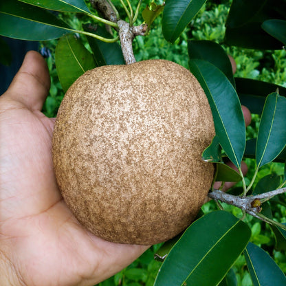Grafted 'Ciku Mega 19' (Jumbo) Sapodilla – Premium Tropical Fruit Tree