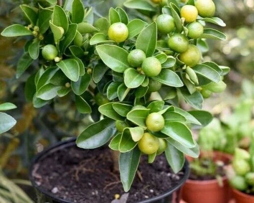 2000++ Calamansi Orange Citrus Seeds (Citrus microcarpa var. Calamansi Orange) – Premium Quality