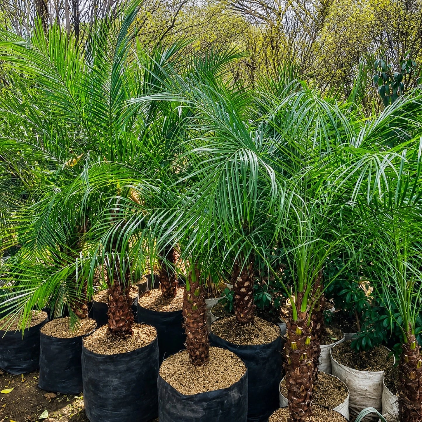 Pygmy Date Palm (Phoenix roebelenii) - Elegant Dwarf Tropical Palm