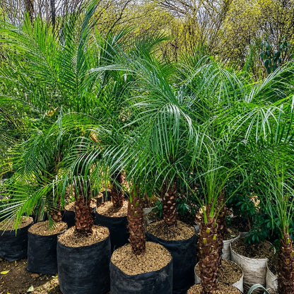 Pygmy Date Palm (Phoenix roebelenii) - Elegant Dwarf Tropical Palm