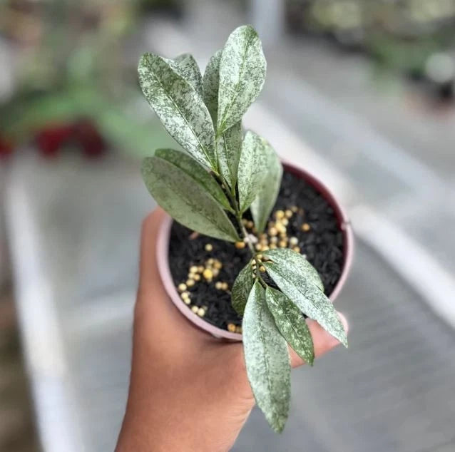 Premium Hoya amicabilis 'Silver' Live Plant – Ultra-Rare Shrubby Indonesian Wax Plant with Metallic Silver Foliage