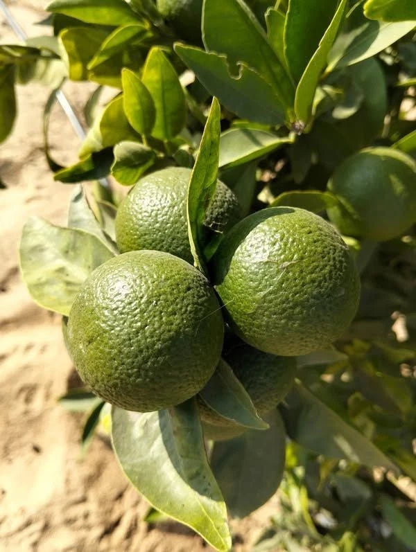 Sudachi Lime Seeds (Citrus Sudachi) – Certified Heirloom Japanese Acid Citrus Fruit Crop for Planting