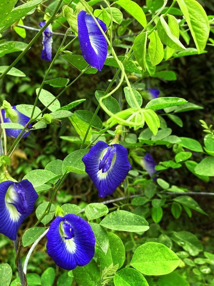 Butterfly Pea Seeds (Clitoria ternatea) – 2.000++ Bulk Premium Blue Tea Seeds