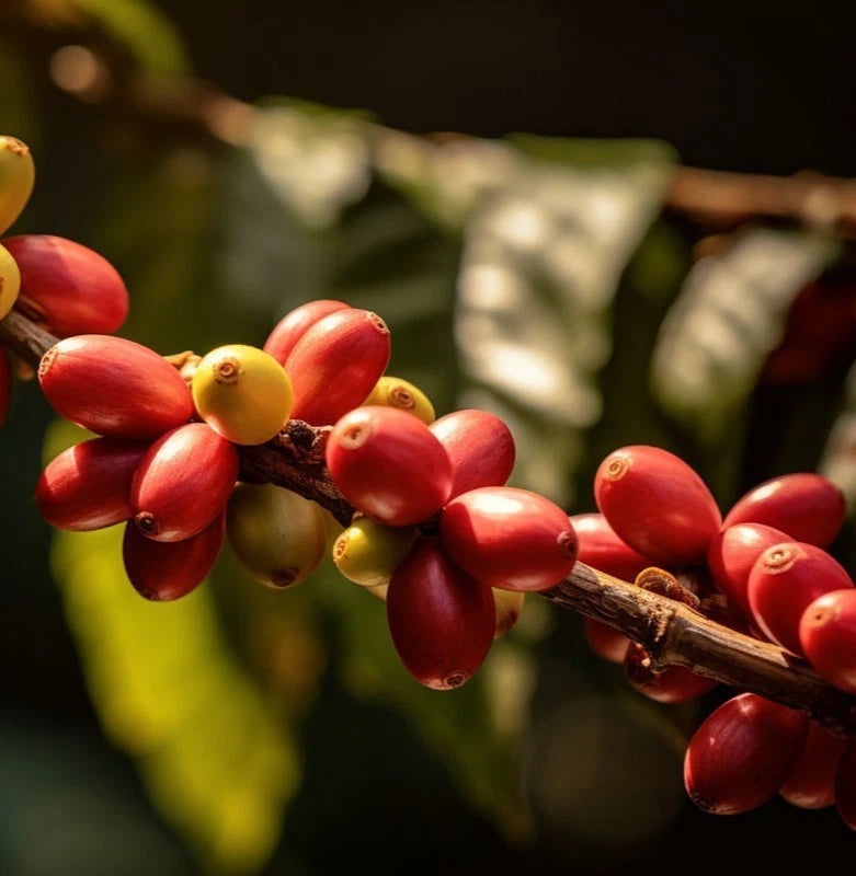 Bergendal Typica Sumatra Coffee Seeds (Coffea arabica) – 120+ Premium Coffee Beans