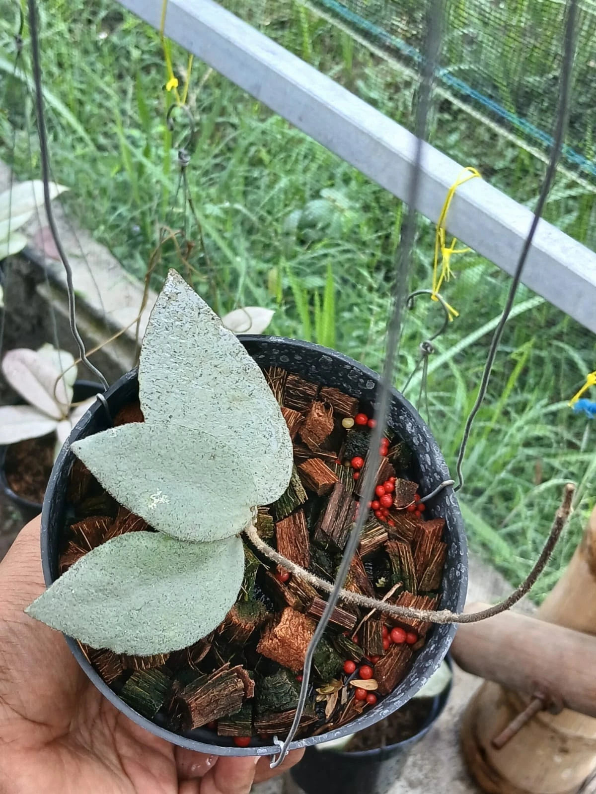 Hoya Caudata 'Argentea' – Rare Tropical Indoor Outdoor Wax Plant Certified Live Specimen for Planting