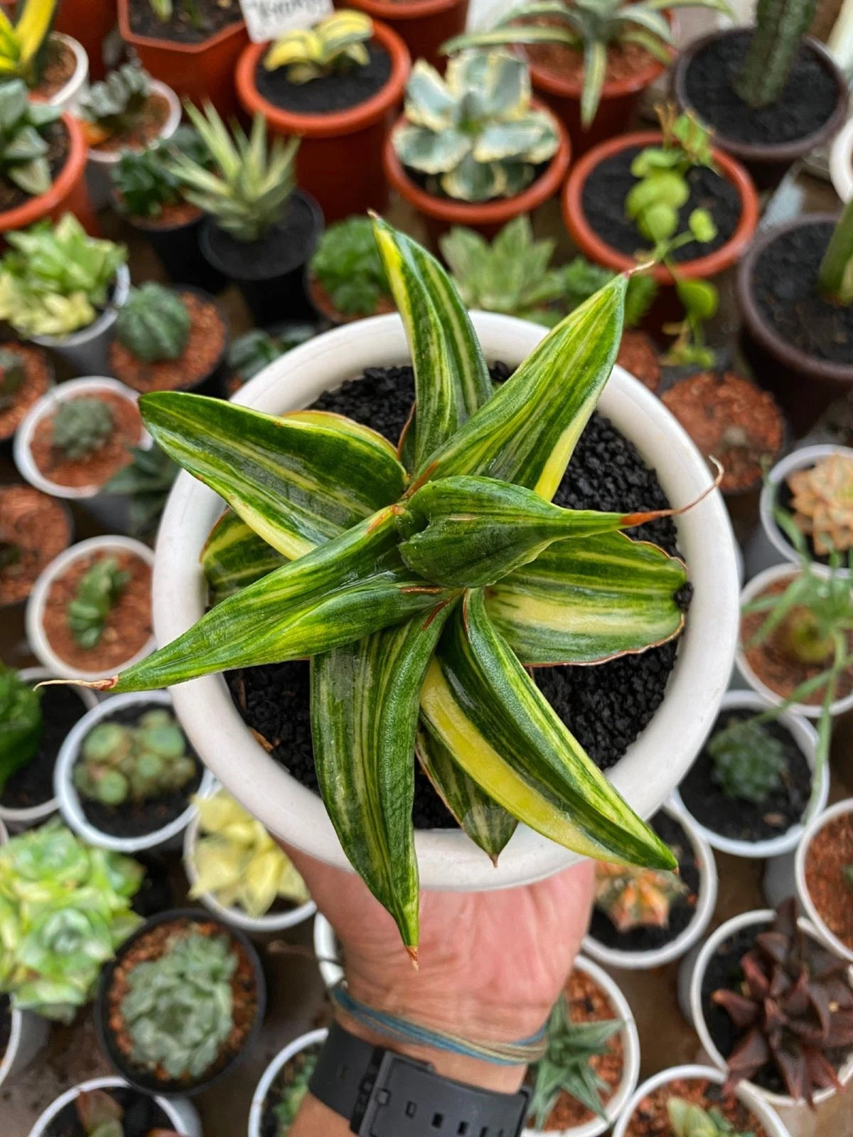Sansevieria Paten - Unique Tropical Snake Plant