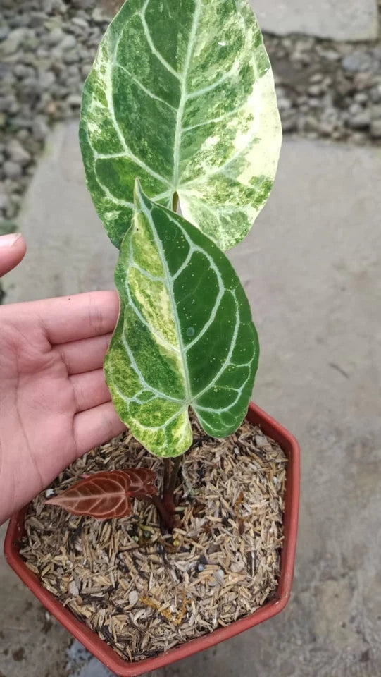 Anthurium Crystallinum Variegated | Rare Aroid Tropical Plant | Real Picture | Live Plant