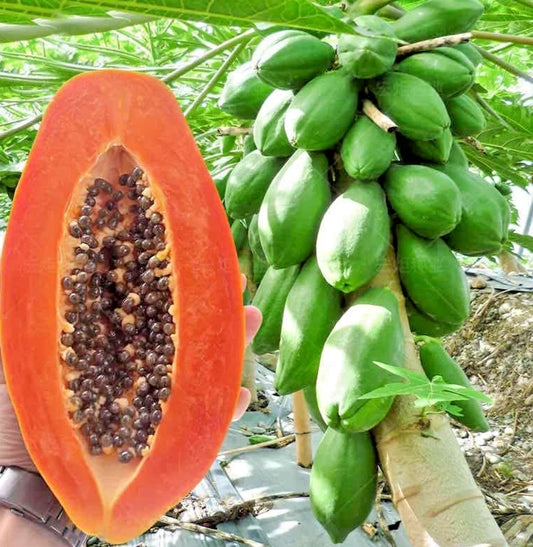 150+ Dwarf Red Lady Papaya Seeds | Carica papaya | Sweet Tropical Fruit Seeds | Fast Growing Papaya Tree