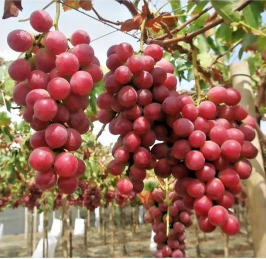 Red Globe Table Grape Seeds (Vitis vinifera var. Red Globe / 100+ Premium Sweet Large-Berried Fruit Seeds) – Premium Botanical Specimen Plant Seeds for Planting
