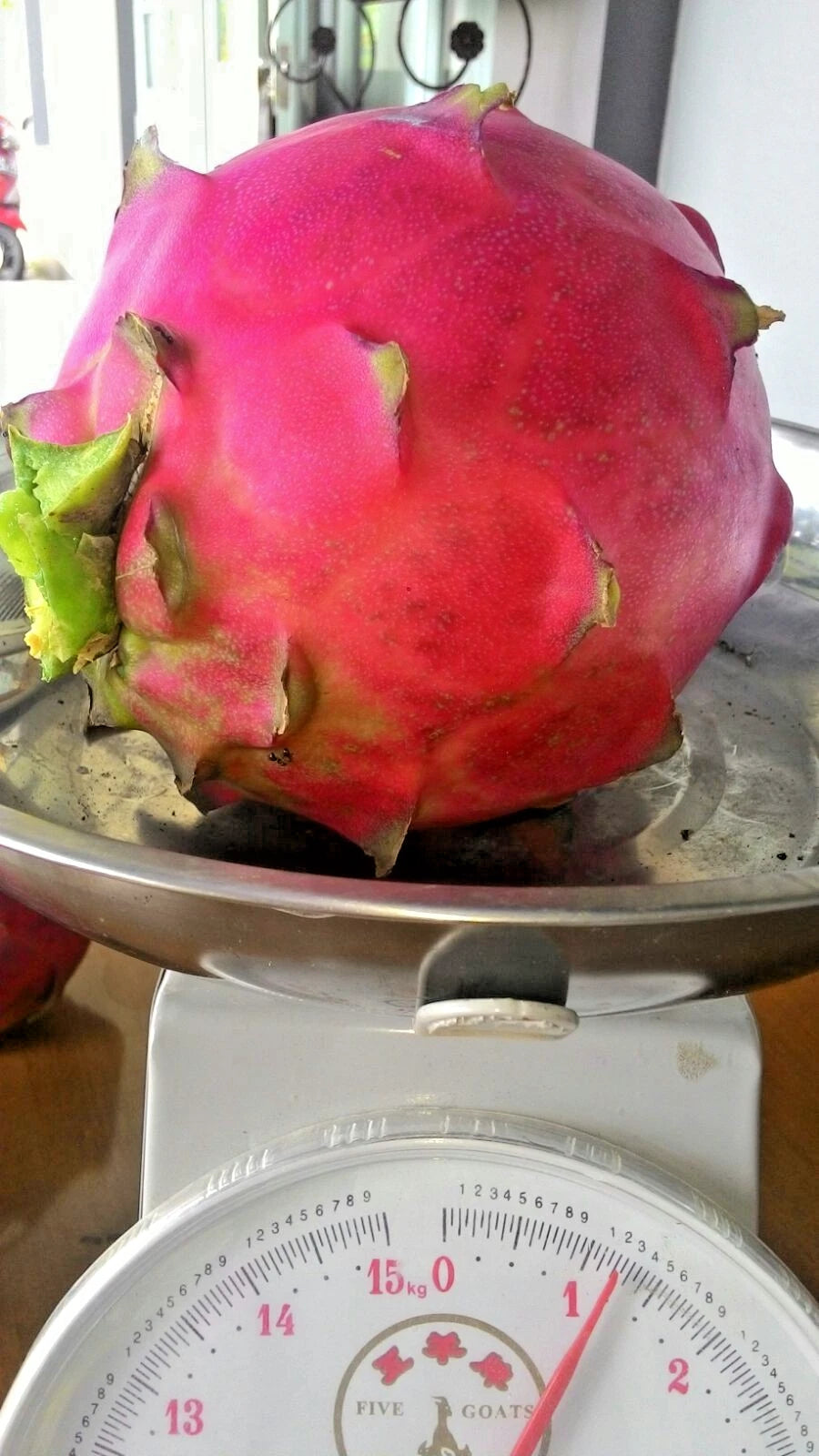Giant Red Dragon Fruit Seeds (Hylocereus costaricensis) – 5.000+ Premium Big Giant Seeds