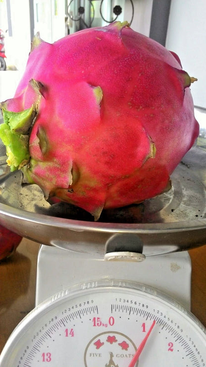 Giant Red Dragon Fruit Seeds (Hylocereus costaricensis) – 5.000+ Premium Big Giant Seeds