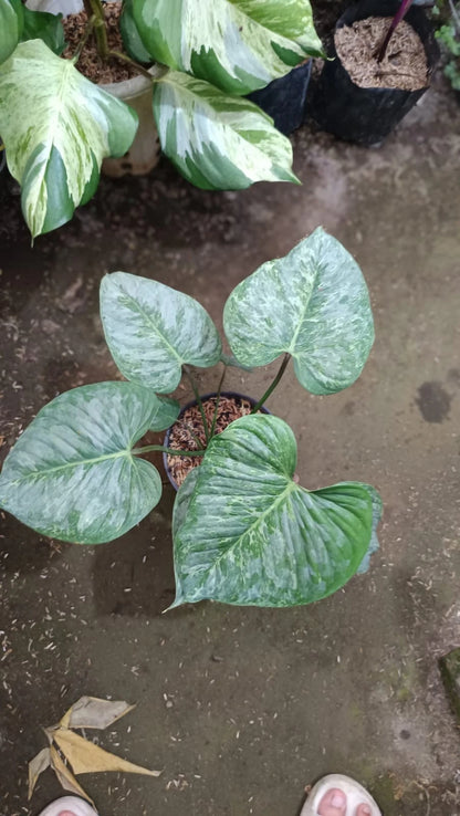 Rare Philodendron Majestic 'Silver Cloud' – Premium Live Variegated Exotic Indoor/Outdoor Tropical Aroid Plant (Real Picture Specimen)
