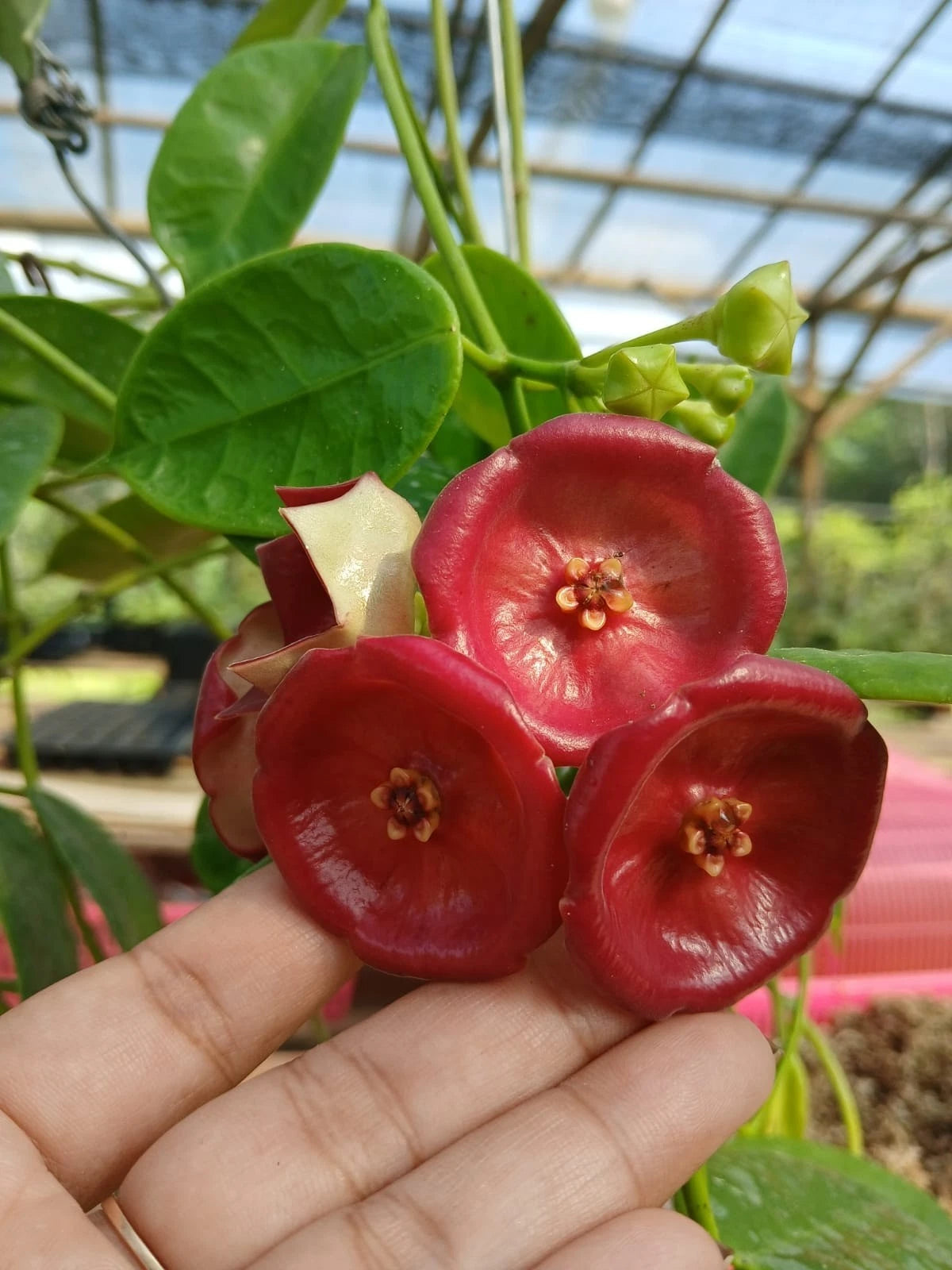 Hoya Lauterbachii sp Papua Rare Wax Plant | Tropical Indoor Outdoor Hoya | Exotic Collector Houseplant